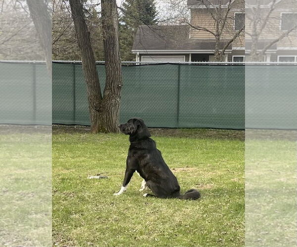 Medium Photo #5 Border Collie-Great Pyrenees Mix Puppy For Sale in Minneapolis, MN, USA