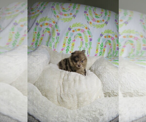 Medium Photo #1 Pomeranian Puppy For Sale in COOKEVILLE, TN, USA