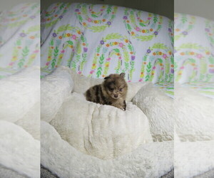 Pomeranian Puppy for sale in COOKEVILLE, TN, USA
