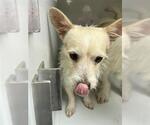 Small Chihuahua Mix