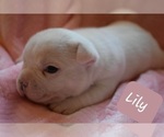 Small Photo #17 American Bully Puppy For Sale in OLYMPIA, WA, USA
