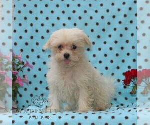 Maltese Puppy for sale in RISING SUN, MD, USA