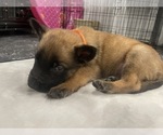 Small Photo #39 Belgian Malinois Puppy For Sale in REESEVILLE, WI, USA