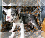 Small Photo #5 Faux Frenchbo Bulldog Puppy For Sale in SAND LAKE, MI, USA