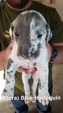 Medium Photo #9 Great Dane Puppy For Sale in DEVINE, TX, USA