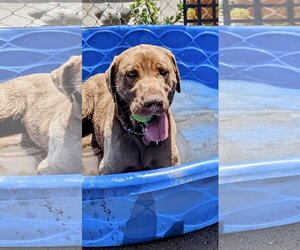 Delilah - Female Chesapeake Bay Retriever Dog for Adoption - Photo #11
