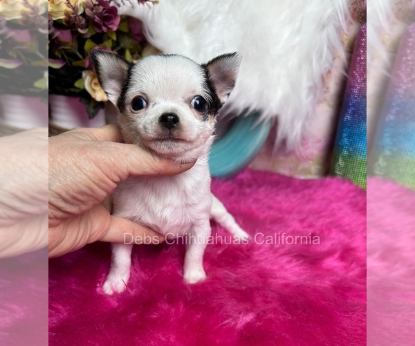 Medium Photo #1 Chihuahua Puppy For Sale in TRACY, CA, USA