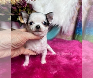 Chihuahua Puppy for sale in TRACY, CA, USA
