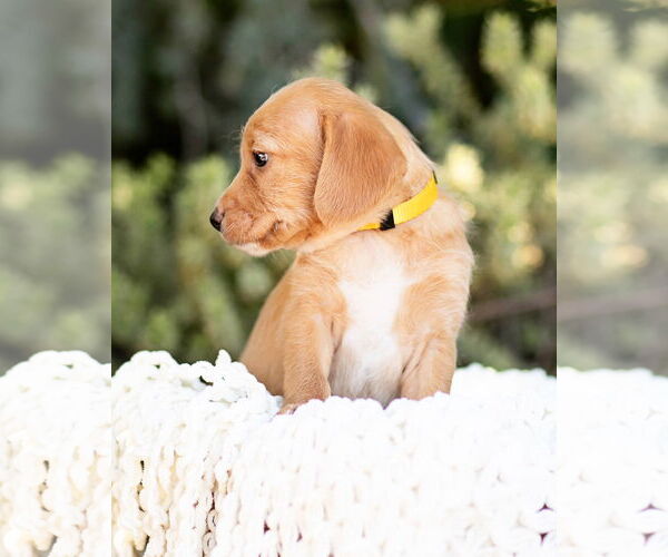 Medium Photo #6 Dachshund Puppy For Sale in Corona, CA, USA