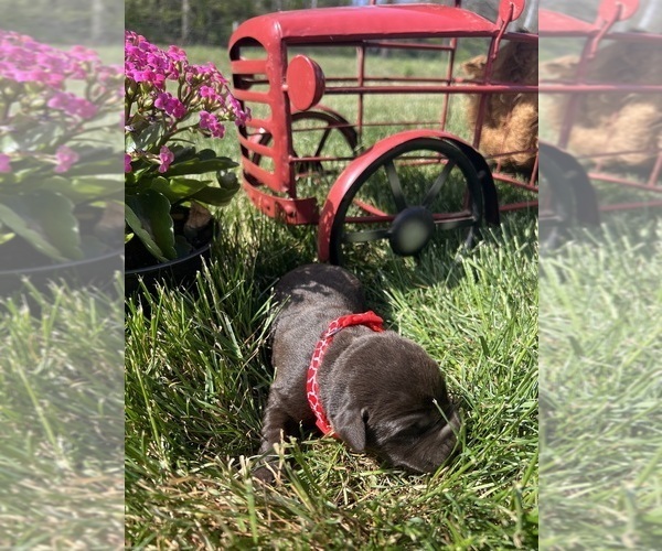Medium Photo #6 Labrador Retriever Puppy For Sale in NEOLA, WV, USA