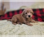 Small #11 Goldendoodle