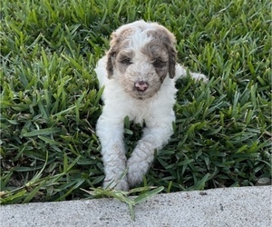 Aussiedoodle Puppy for sale in THREE RIVERS, TX, USA