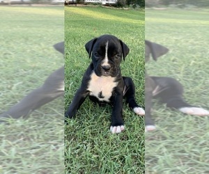 Boxer Puppy for Sale in ASHER, Oklahoma USA