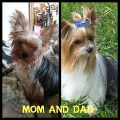 Mother of the Yorkshire Terrier puppies born on 06/25/2017