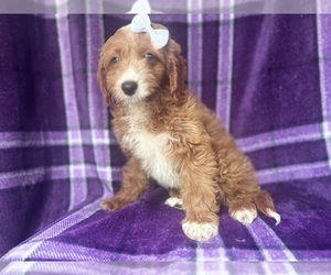Cavapoo Puppy for sale in LAKELAND, FL, USA