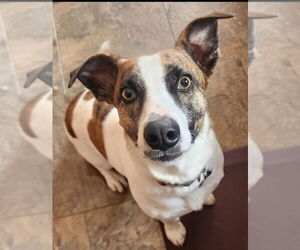 Mutt Dogs for adoption in Foristell, MO, USA
