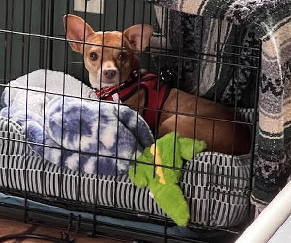 Medium Photo #12 Rat-Cha Puppy For Sale in Princeton, MN, USA