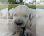 Small #11 English Cream Golden Retriever