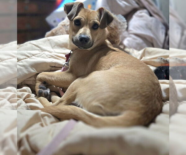 Medium Photo #3 Chihuahua-Unknown Mix Puppy For Sale in Springdale, PA, USA