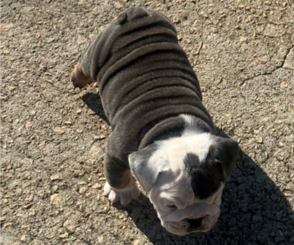 Medium Photo #15 Bulldog Puppy For Sale in MCDONOUGH, GA, USA