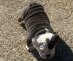 Small #14 Bulldog