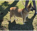 Small #2 German Shepherd Dog