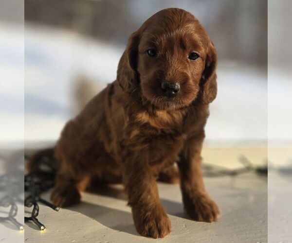 Medium Photo #1 Irish Doodle (Miniature) Puppy For Sale in NEW HOLLAND, PA, USA