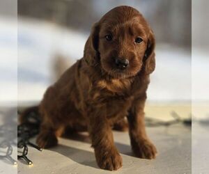Irish Doodle (Miniature) Puppy for sale in NEW HOLLAND, PA, USA