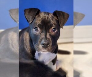 Labrador Retriever-Unknown Mix Dogs for adoption in Walnutport, PA, USA