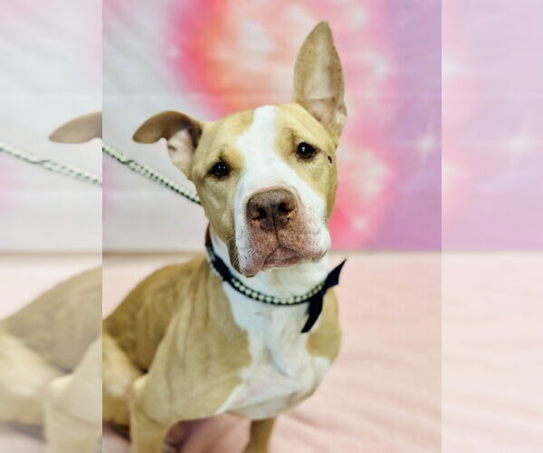 Medium Photo #1 Mutt Puppy For Sale in Manahawkin, NJ, USA