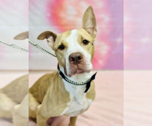 Mutt Dogs for adoption in Manahawkin, NJ, USA