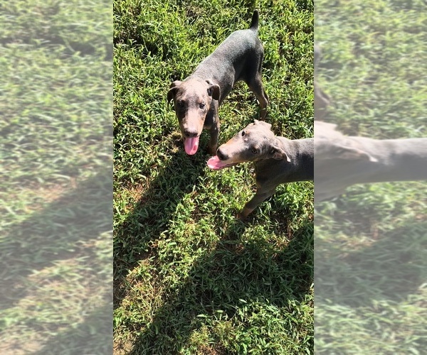 Medium Photo #6 Doberman Pinscher Puppy For Sale in KELLYTON, AL, USA