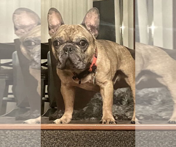 Medium Photo #4 French Bulldog Puppy For Sale in St. Louis Park, MN, USA