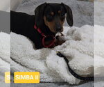 Small #2 Dachshund