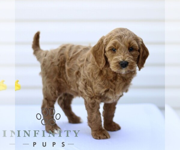 Medium Photo #4 Goldendoodle (Miniature) Puppy For Sale in RONKS, PA, USA