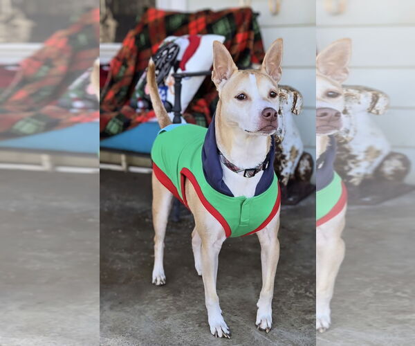 Medium Photo #1 Mutt Puppy For Sale in Maryville, TN, USA