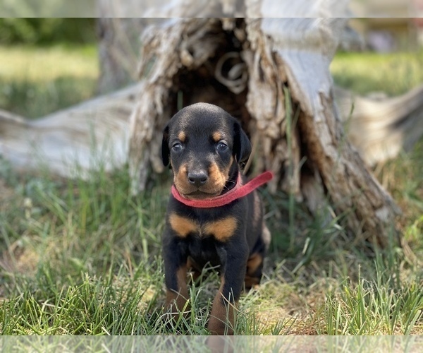 Medium Photo #9 Doberman Pinscher Puppy For Sale in CHEYENNE, WY, USA