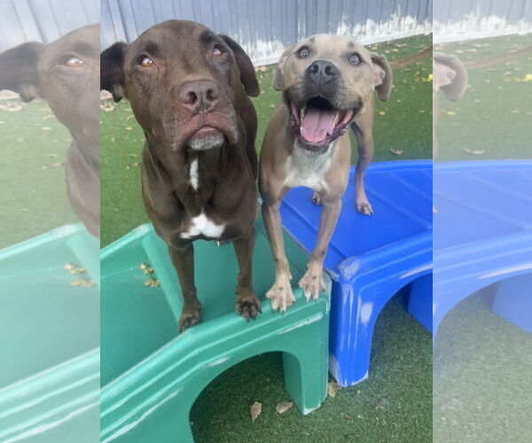 Medium Photo #14 American Bulldog-Unknown Mix Puppy For Sale in Princeton, MN, USA