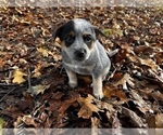 Small #2 Australian Cattle Dog