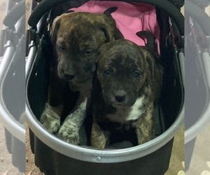 Australian Shepherd-Boxer Mix Puppy for sale in ORRVILLE, OH, USA