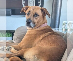Quinta - Female Mutt Dog for Adoption