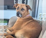 Quinta - Female Mutt Dog for Adoption - Small photo