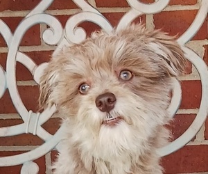 Havanese Puppy for sale in WINSTON SALEM, NC, USA