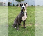 Small #7 Mutt