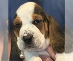 Puppy 4 Spot Basset Hound