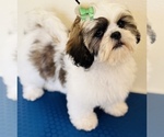 Puppy Bluey Shih Tzu