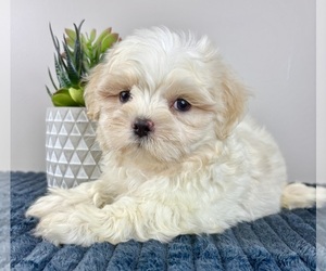 Mal-Shi Puppy for sale in INDIANAPOLIS, IN, USA