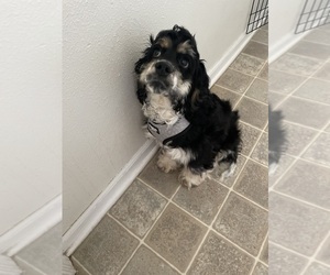Cocker Spaniel Puppy for sale in FORT LEONARD WOOD, MO, USA