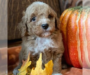 Goldendoodle-Poodle (Miniature) Mix Puppy for sale in OTTAWA, KS, USA