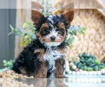 Small #3 Yorkshire Terrier